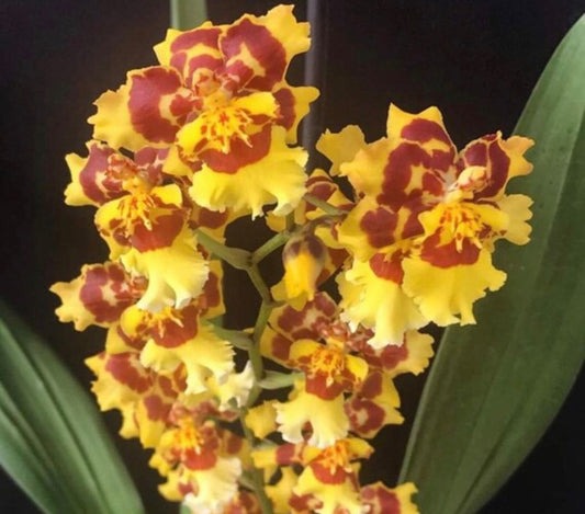 Wilsonara Pacific Passage 'Peach Cobbler'