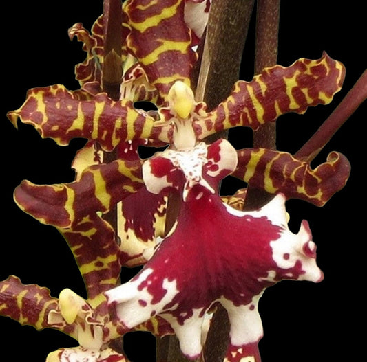 Odontocidium Everglades Elegance 'Nancy Lee' (HCC/AOS) 4in