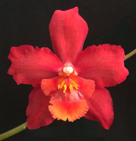 Wilsonara Red Stars 'Rooster'