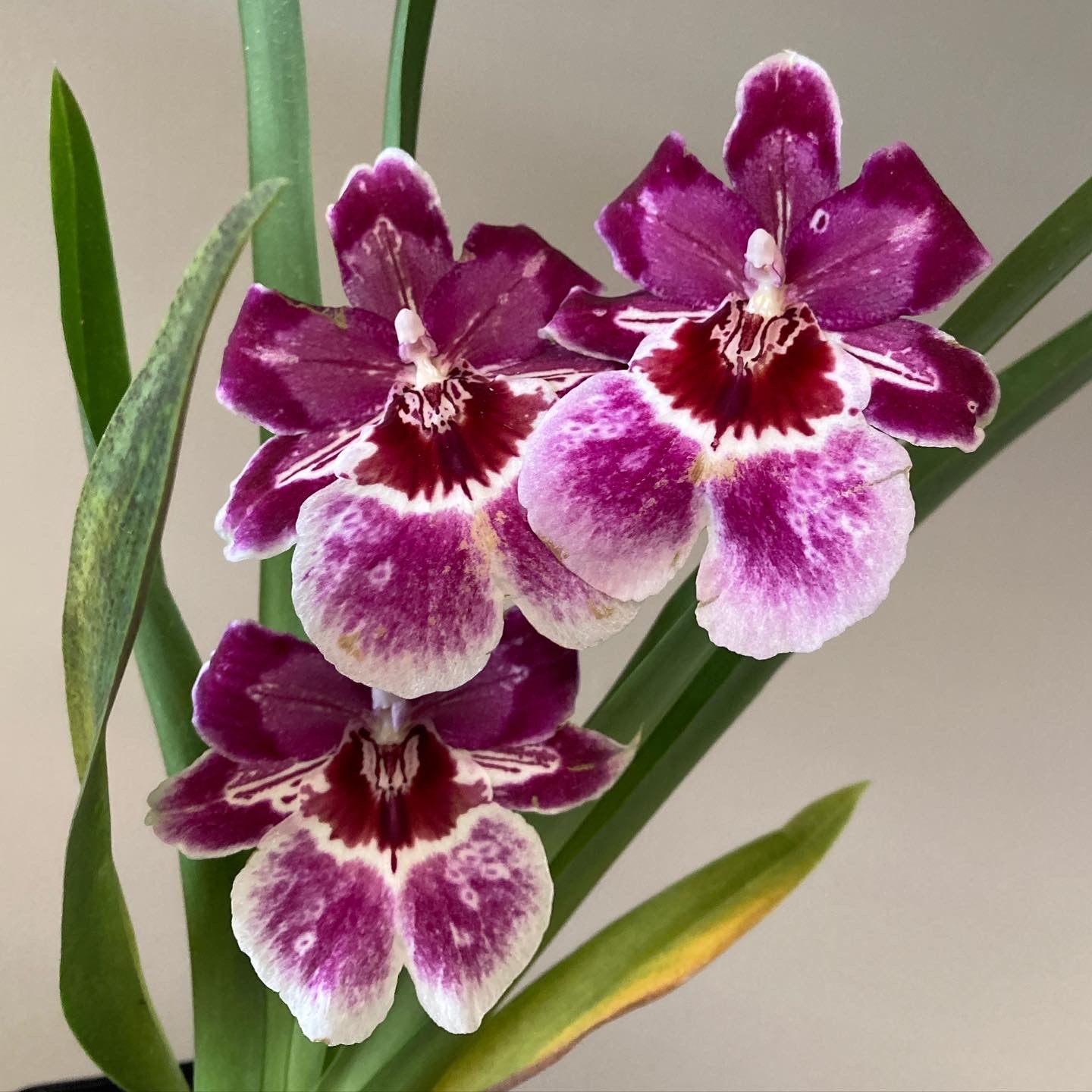 Oncidopsis Claire 'Big Girl' 4in