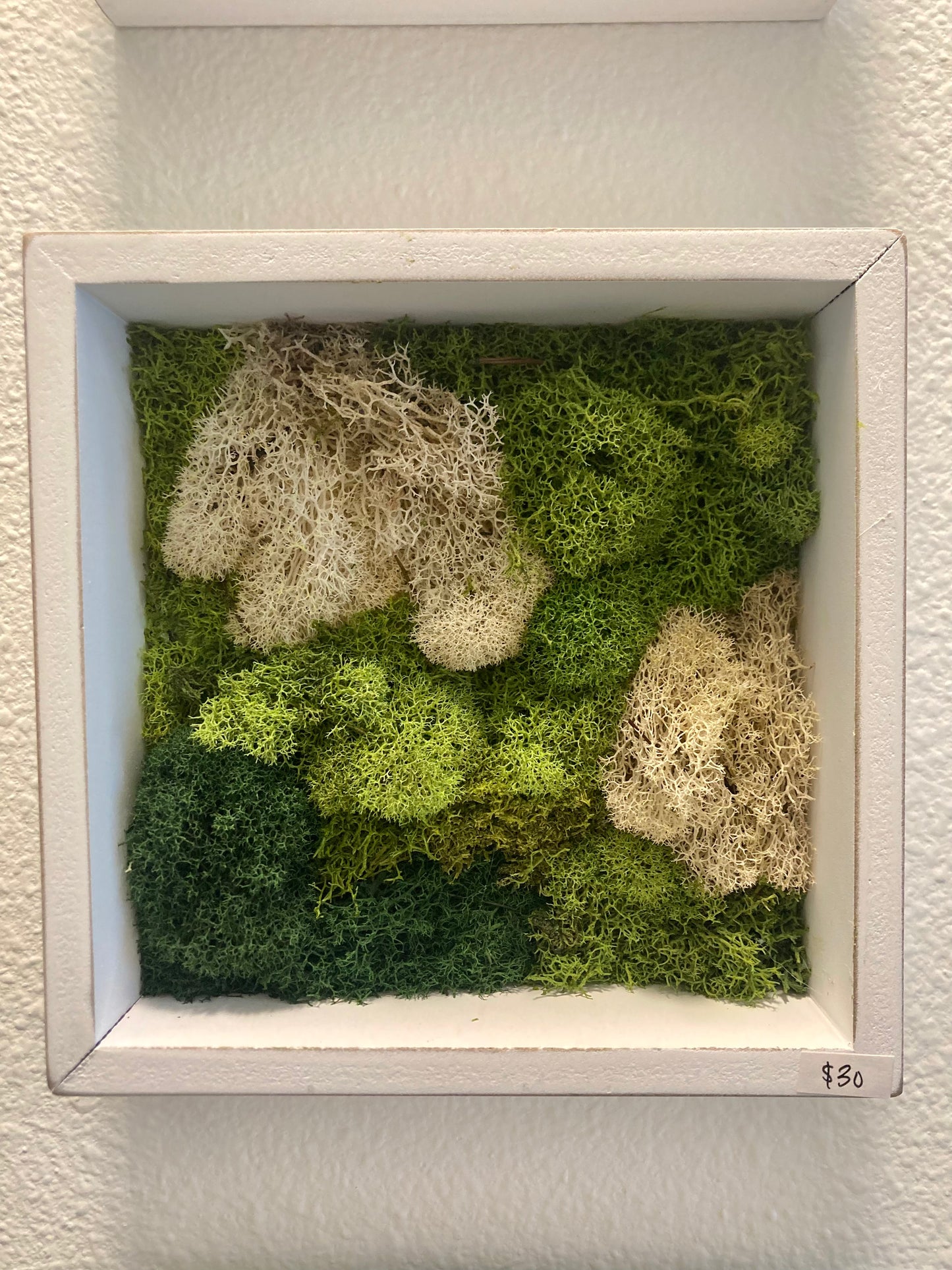 Window 2 (6in)