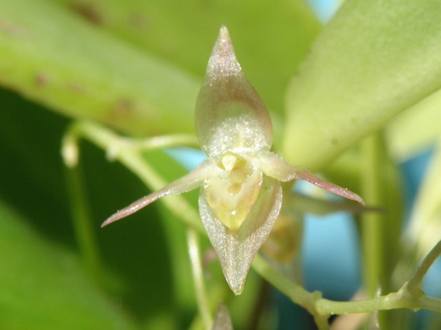 Pleurothallis longipedicellata 2in (mature)