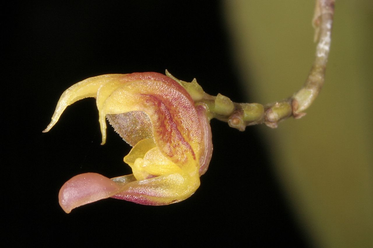 Scaphosepalum microdactylum 2in (mature)