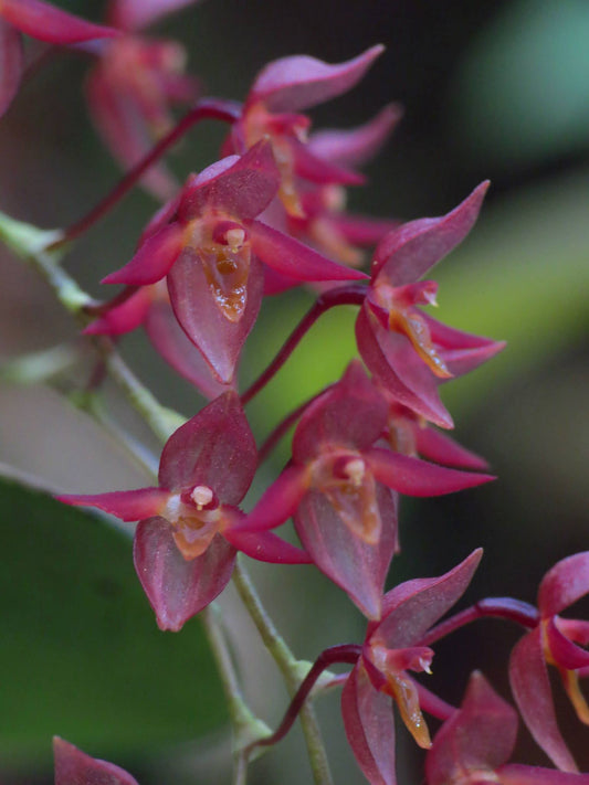 Pleurothallis longipedicellata 2in (mature)