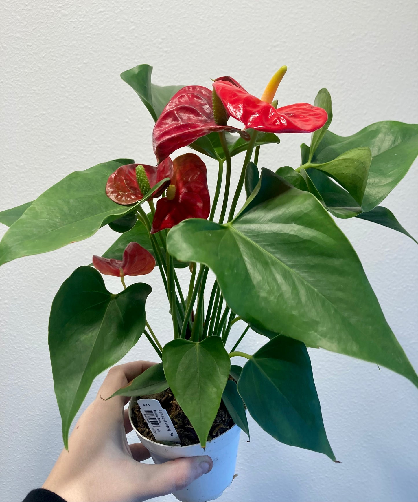 Anthurium Flowering (Red) 4in