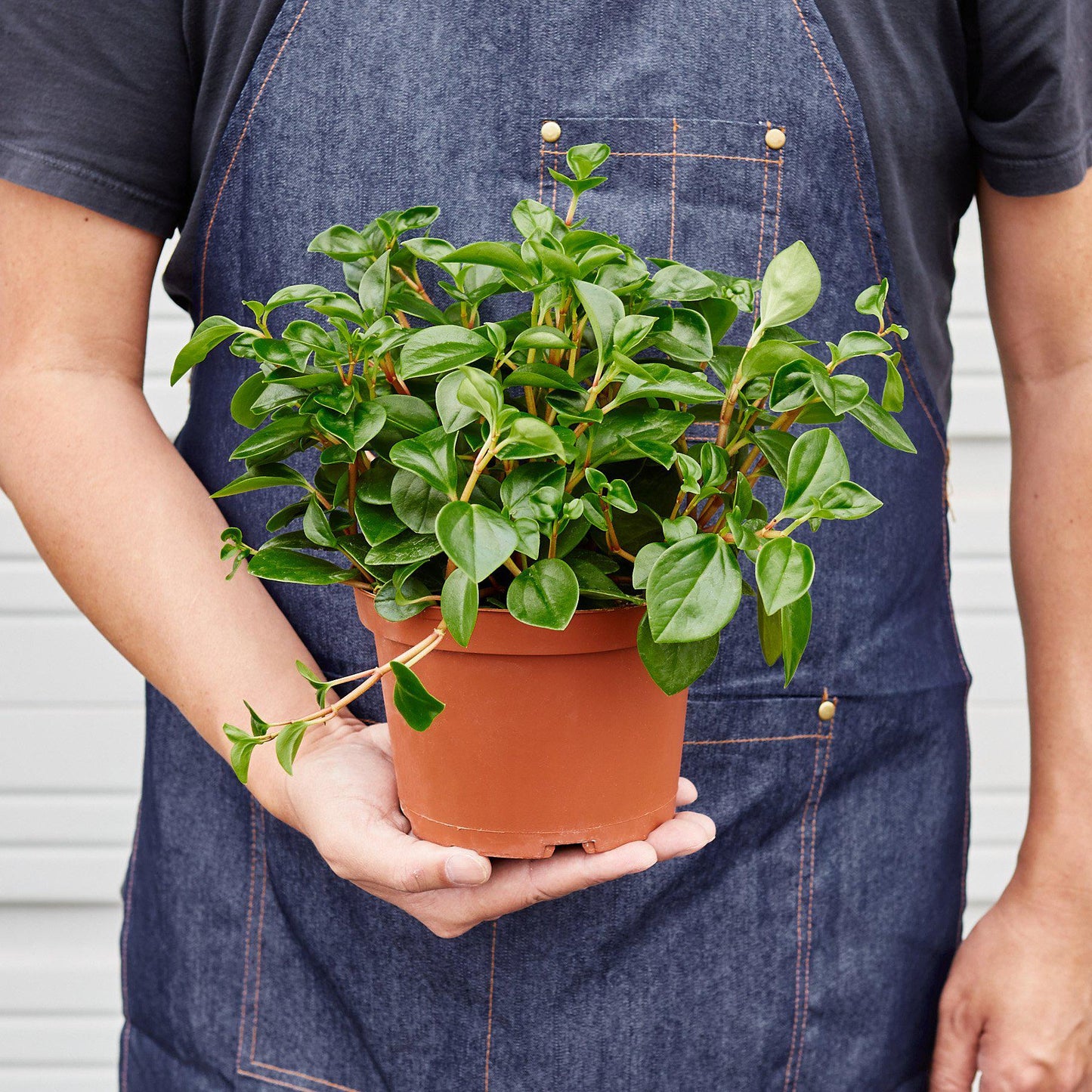 Peperomia 'Glabella'