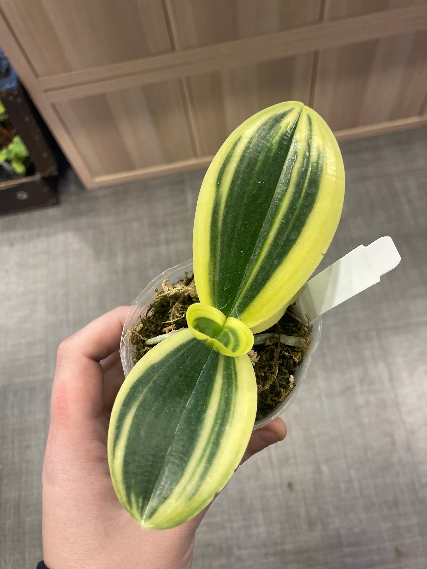 Phalaenopsis amabilis (variegated) 3in