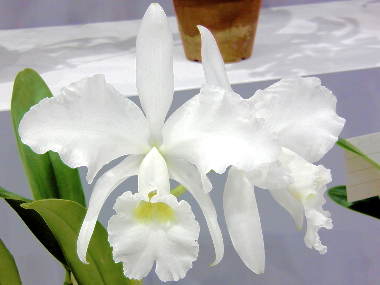 Cattleya jenmanii v. alba x sib 5in