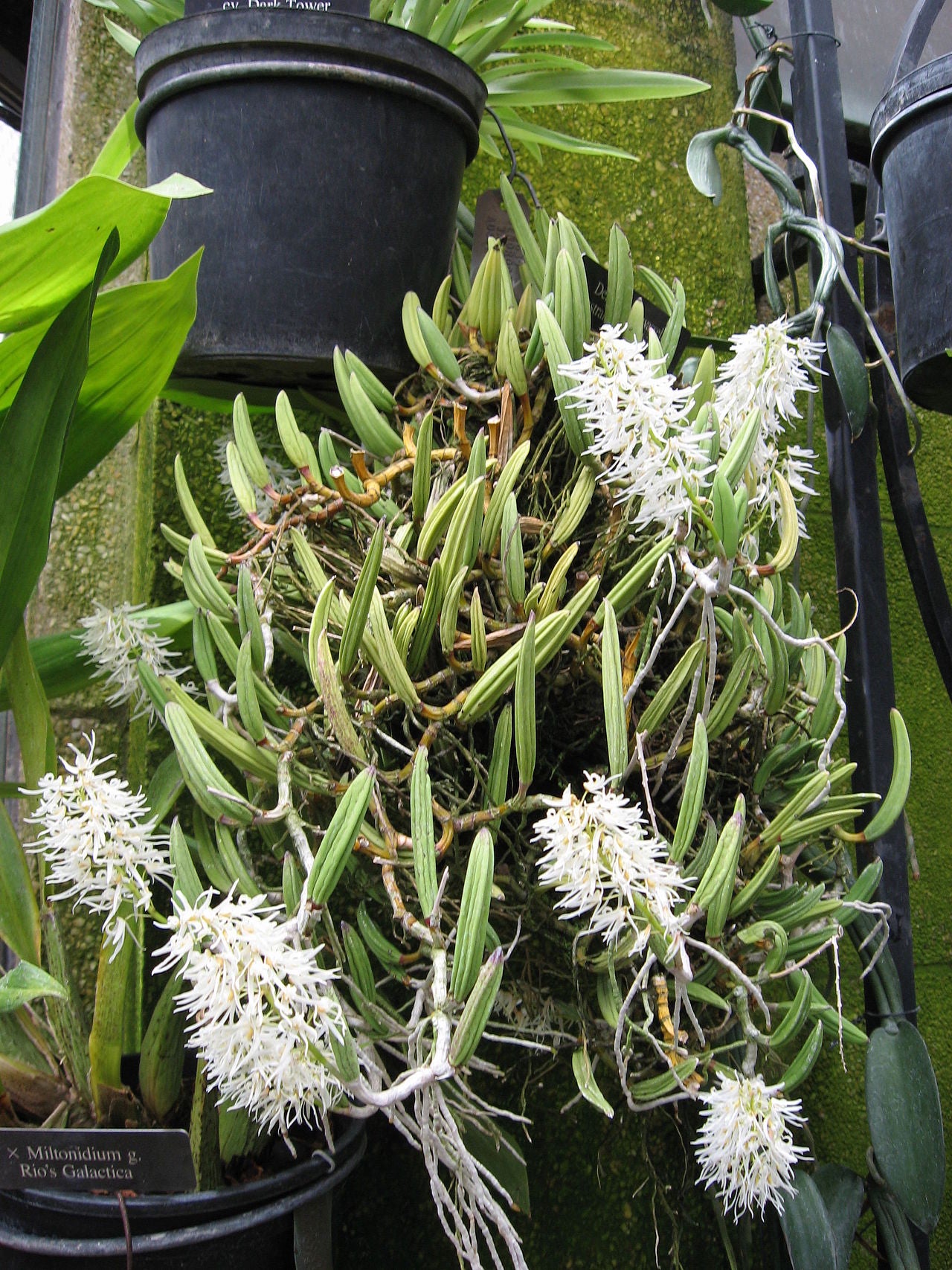 Dendrobium wassellii 4in