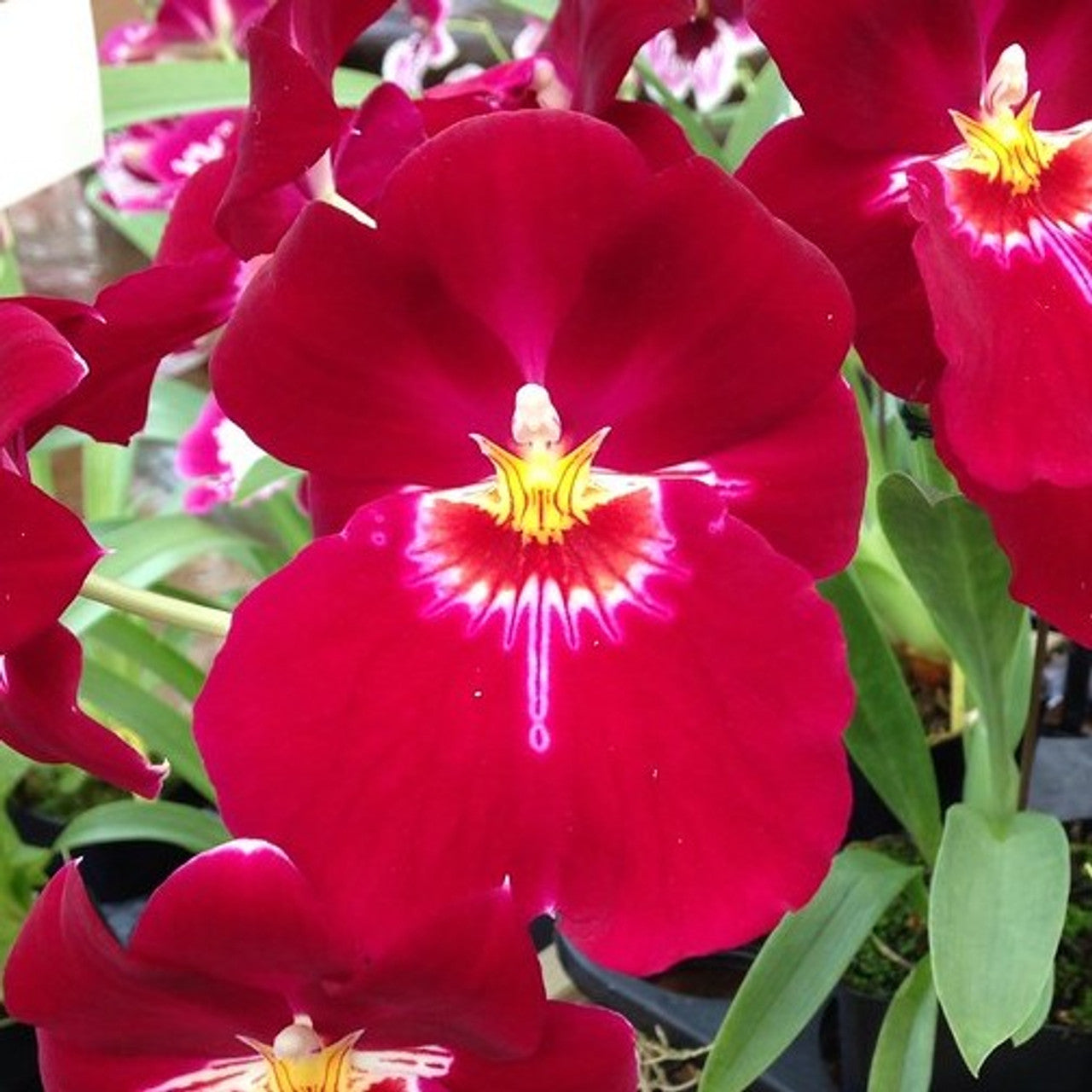 Miltoniopsis Bert Field 'Crimson Glow'