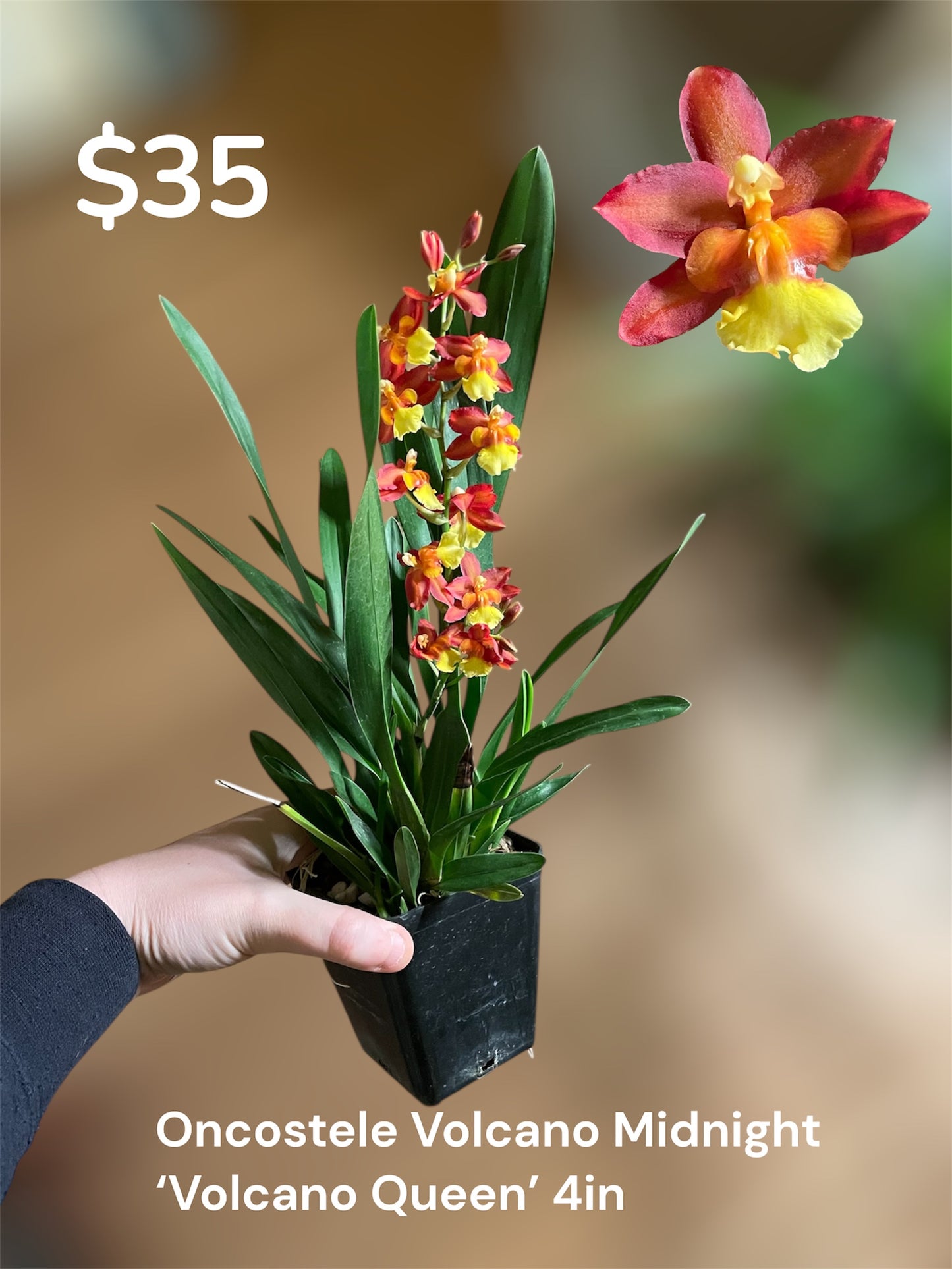 Oncidium Volcano Midnight ‘Volcano Queen’ 4in (Local Only)