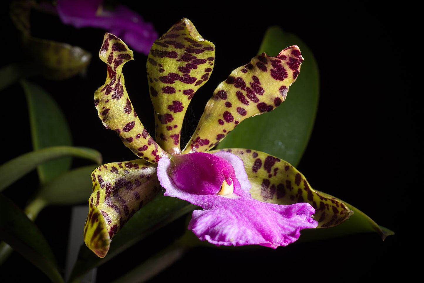 Cattleya Peckaviensis (C. aclandiae 'Tiger' x C. schilleriana v. coerulea) 5in
