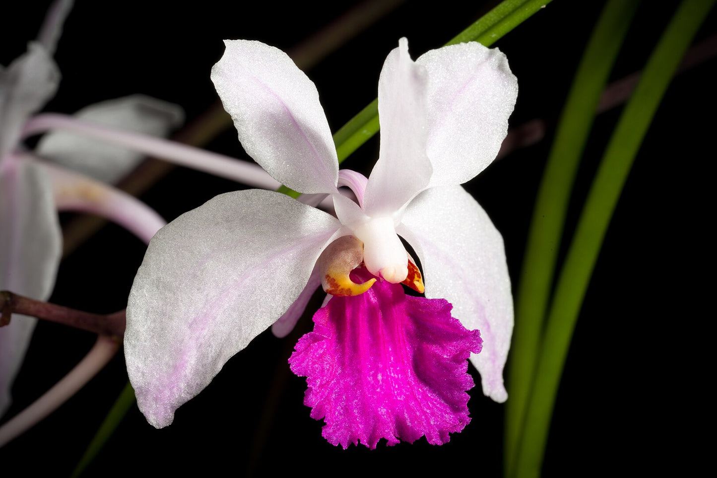 Holcoglossum kimballiana 3in