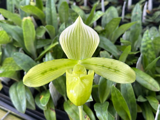 Paphiopedilum tonsum (1/2 album x album) 3in