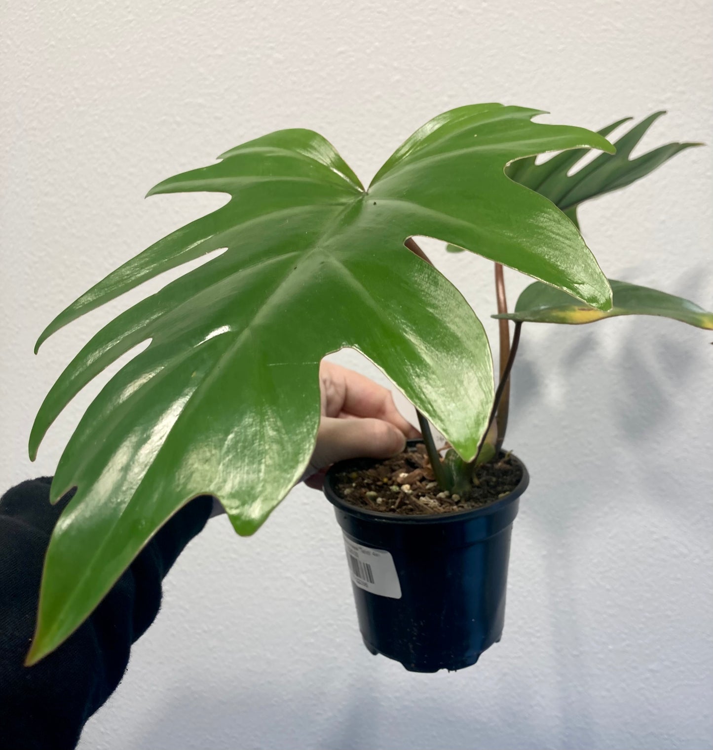 Philodendron mayoi 'Tahiti' 4in