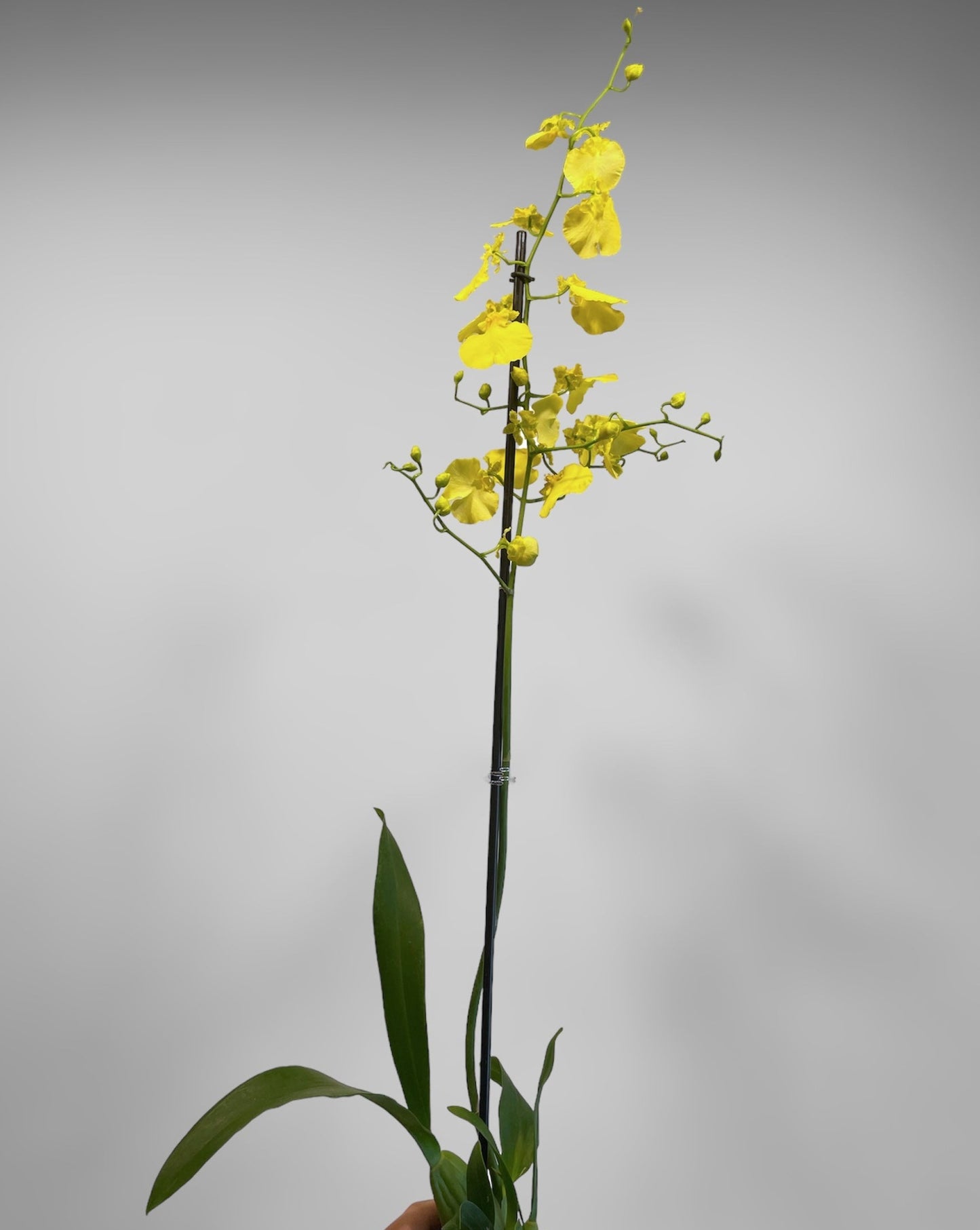 Oncidium Sweet Sugar 'Lemon Drop' HCC/AOS