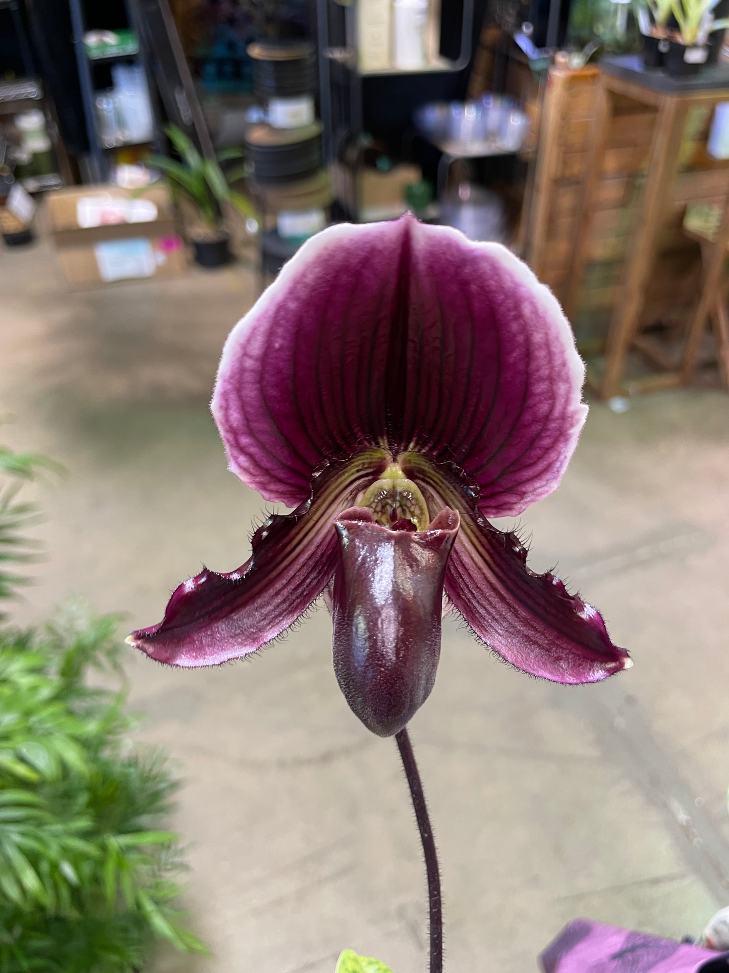 Paphiopedilum (asstd) 3in