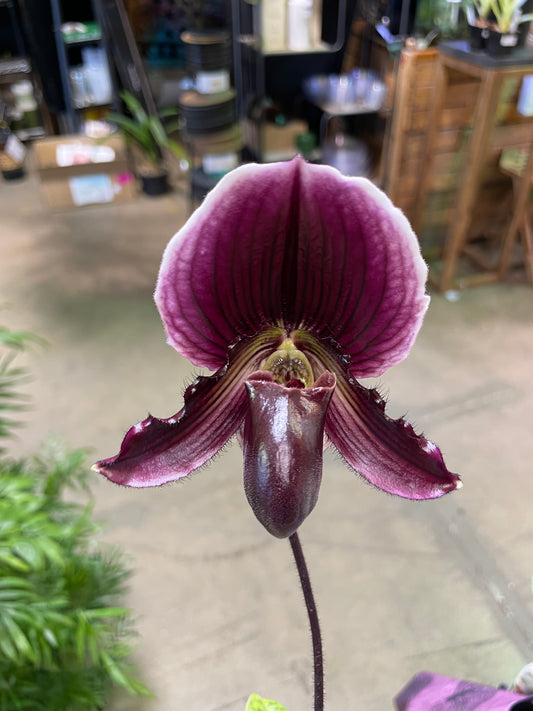Paphiopedilum (asstd) 3in