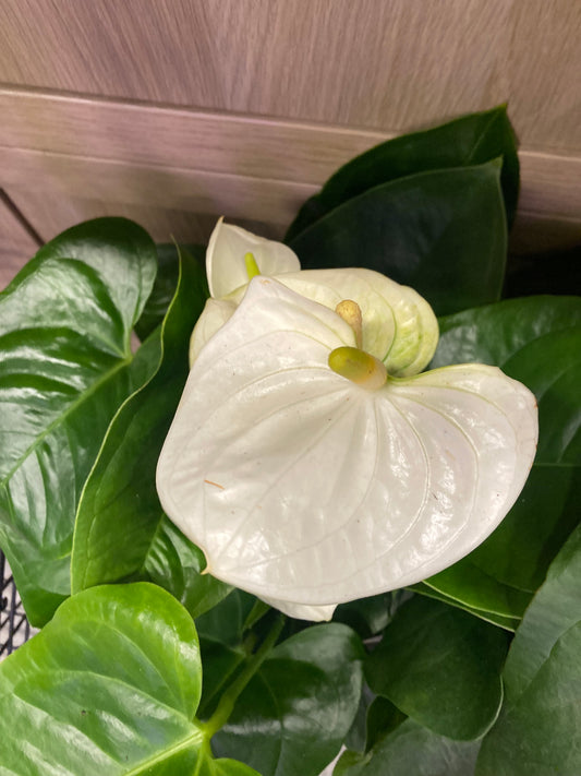 Anthurium Flowering (White) 6in