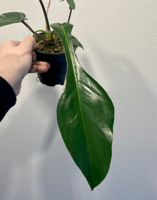Philodendron joepii 4in