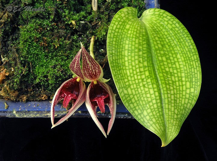 Bulbophyllum subumbellatum x reticulatum 3in
