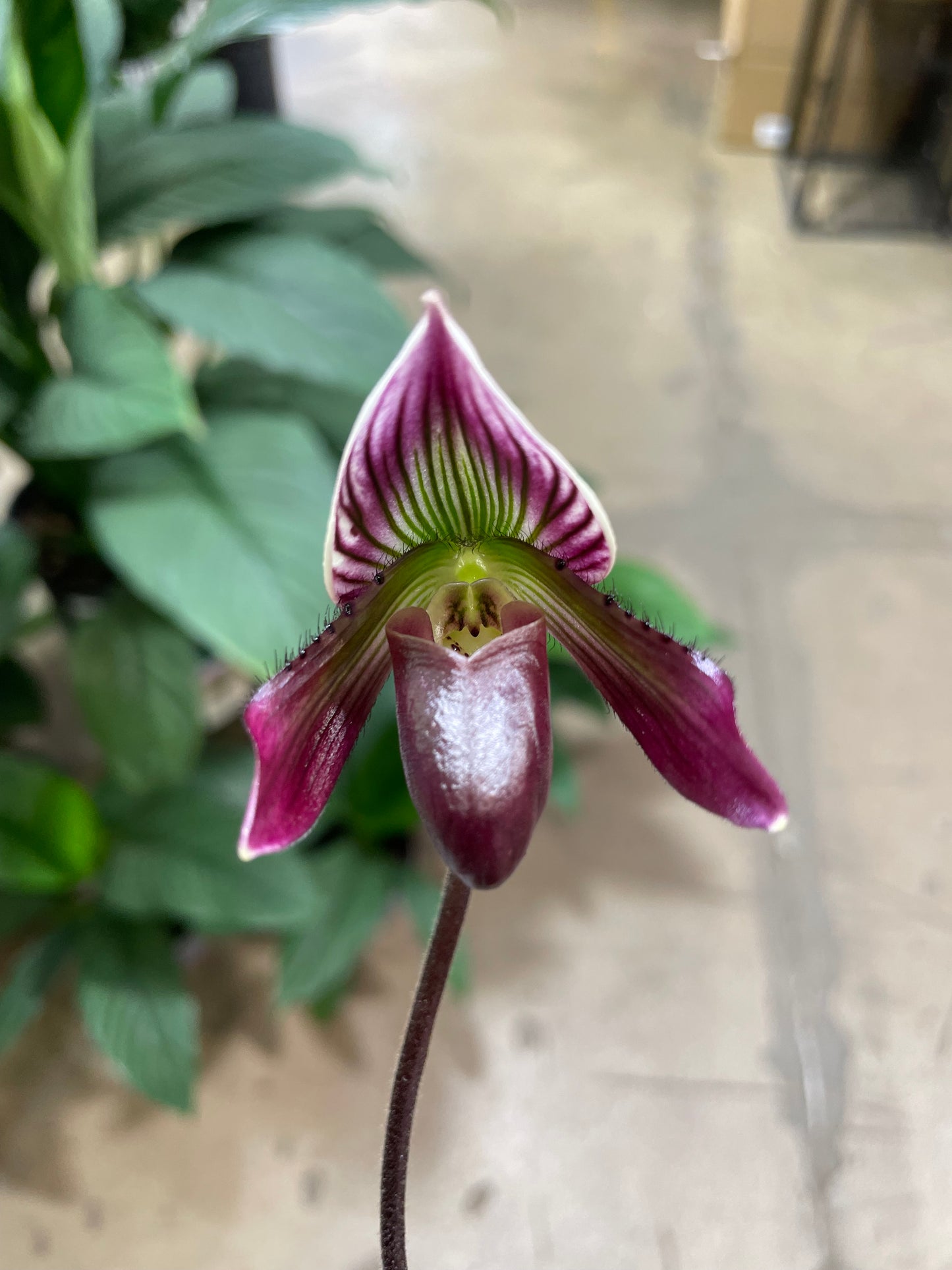 Paphiopedilum barbatum nigritum (Pygmy) 3in (Local Only)