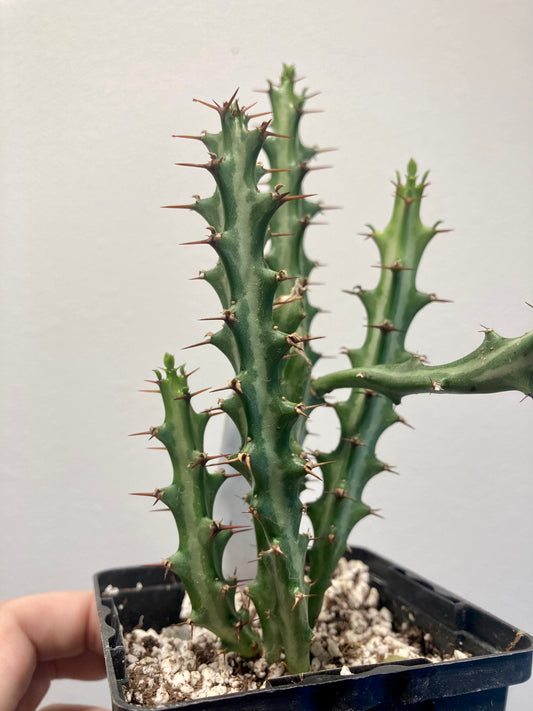 Euphorbia knuthii 4in