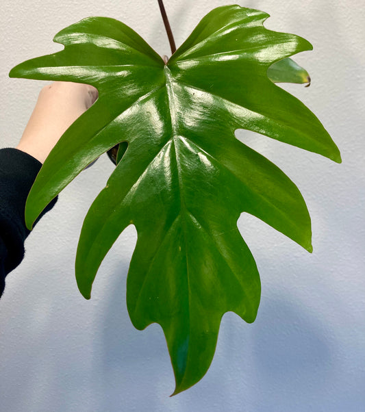 Philodendron mayoi 'Tahiti' 4in