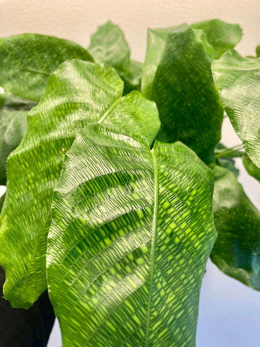 Calathea musaica 6in