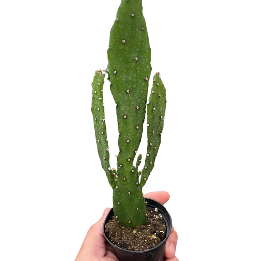 Drooping Prickly Pear Cactus