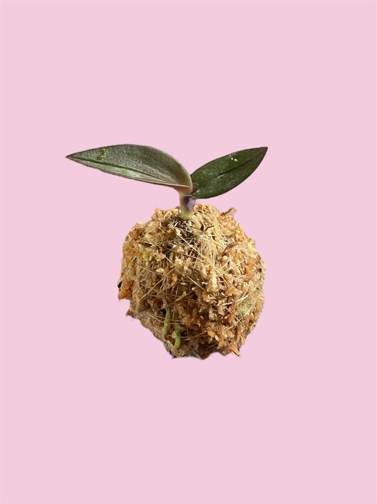 Doritis pulcherrima kokedama