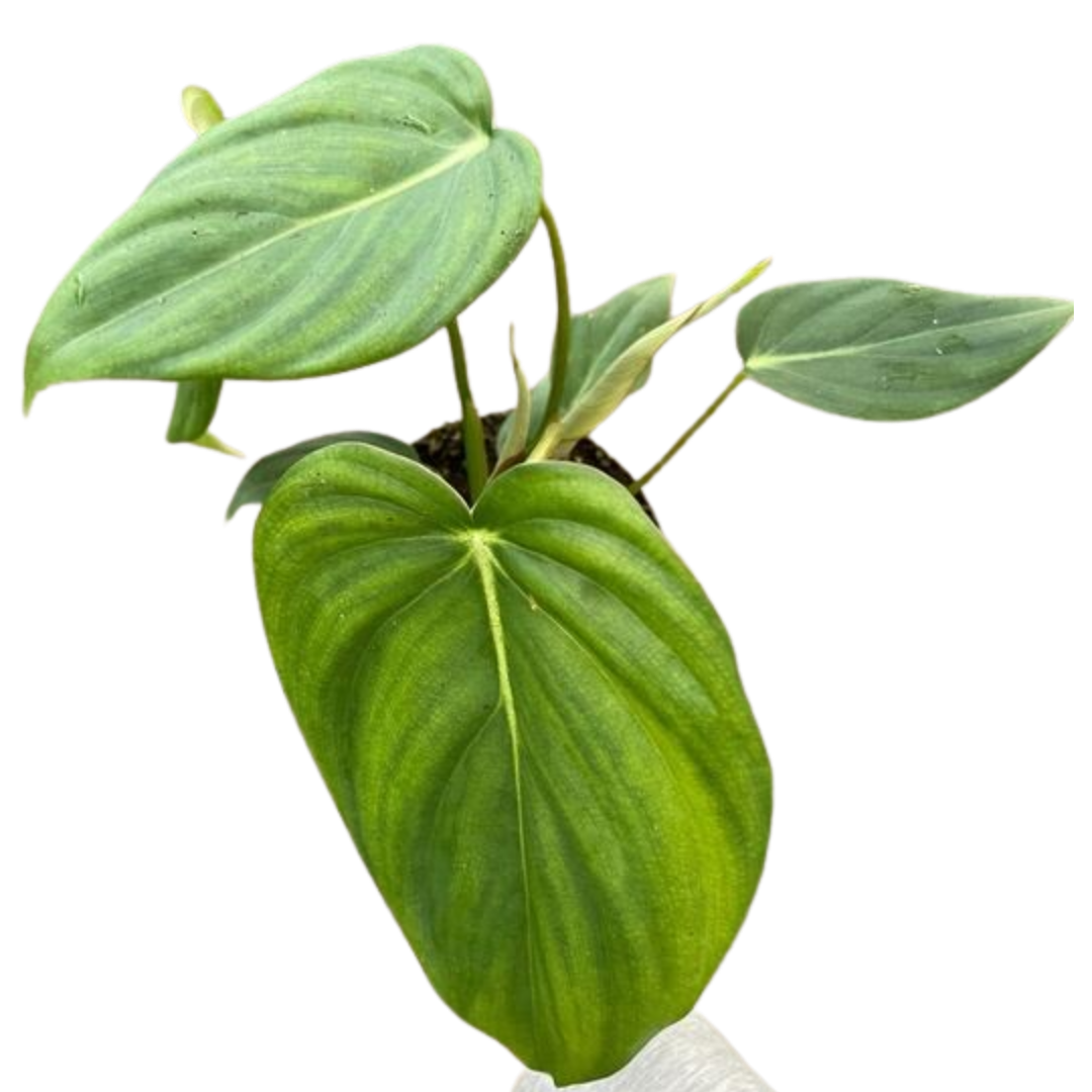 Philodendron 'Mcdowell'