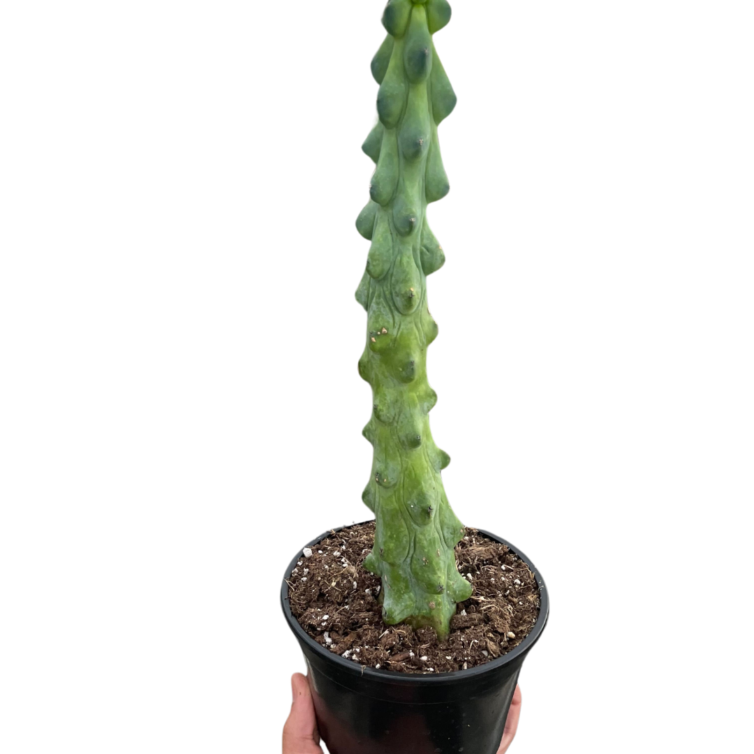 Boobie Cactus (Myrtillocactus geometrizans fukurokuryuzinboku)