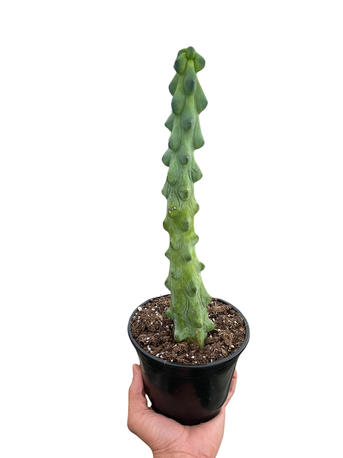 Boobie Cactus (Myrtillocactus geometrizans fukurokuryuzinboku)