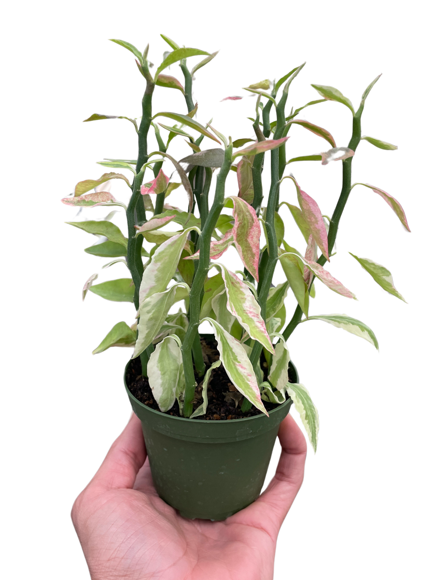 Variegated Devil's Backbone (Euphorbia)