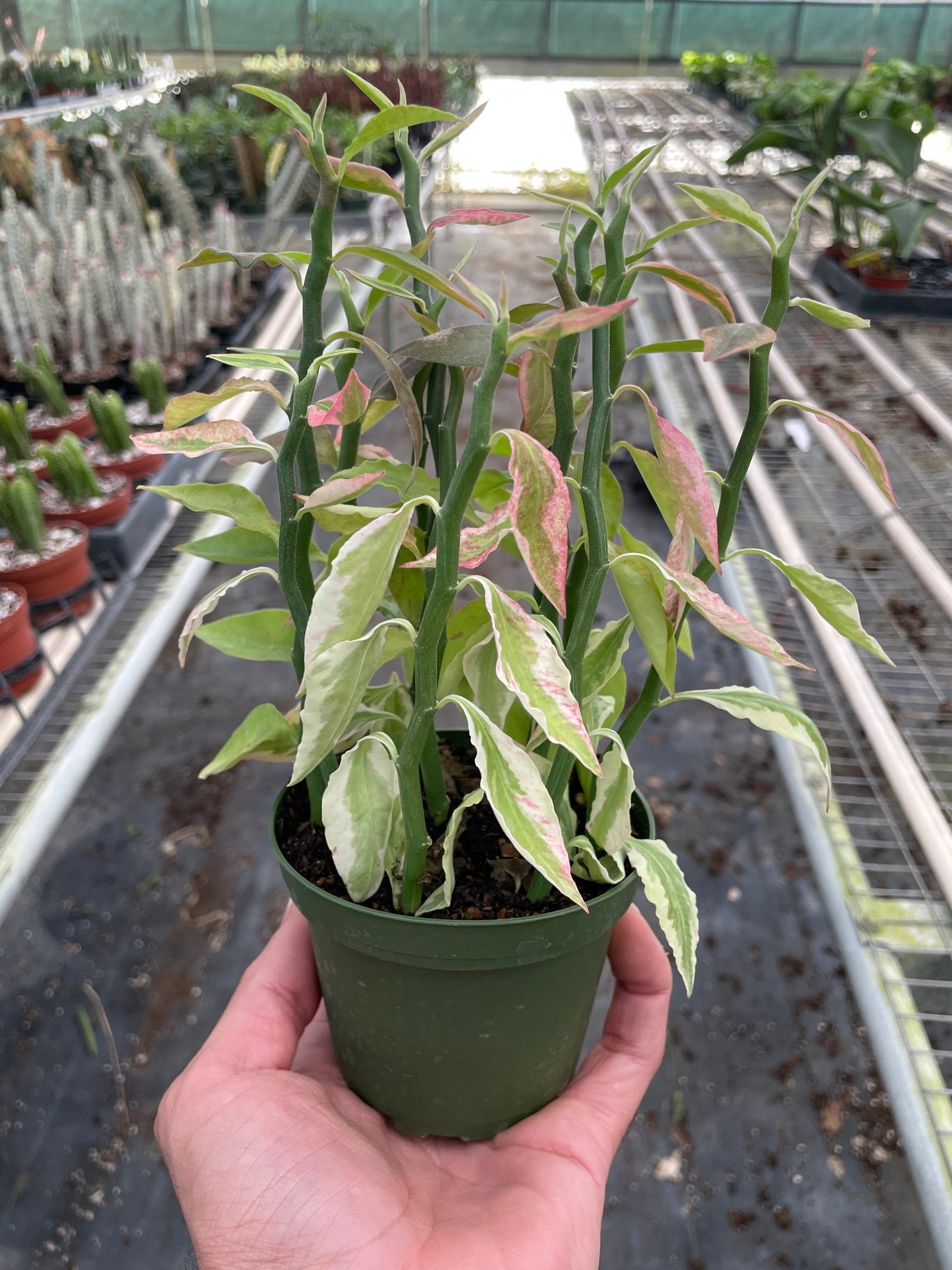 Variegated Devil's Backbone (Euphorbia)