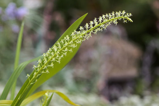 Liparis viridiflora 4in