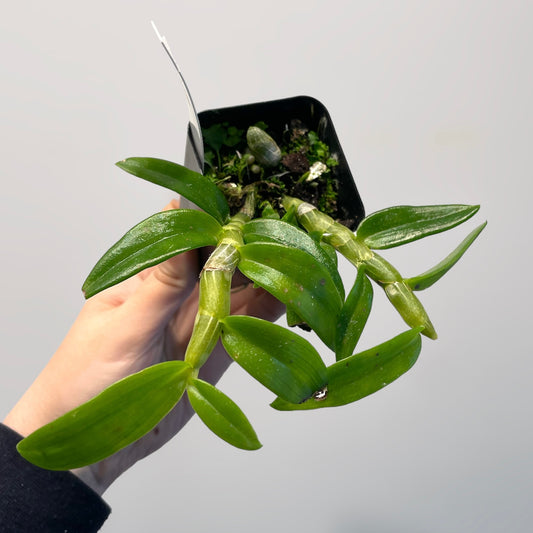 Dendrobium gratiosissimum 3in