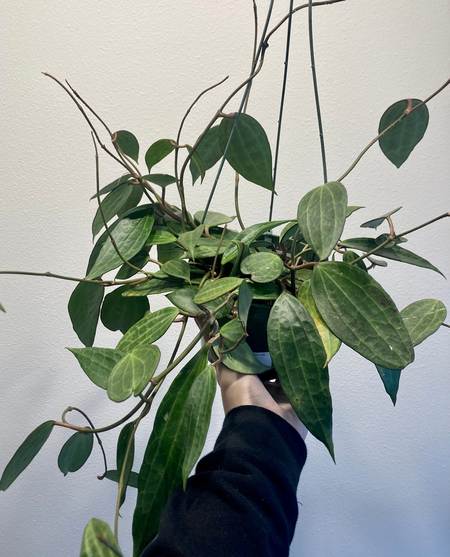 Hoya macrophylla 6in HB