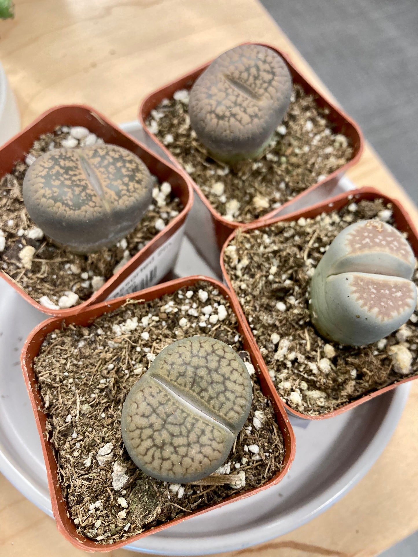 Lithops assorted 2in