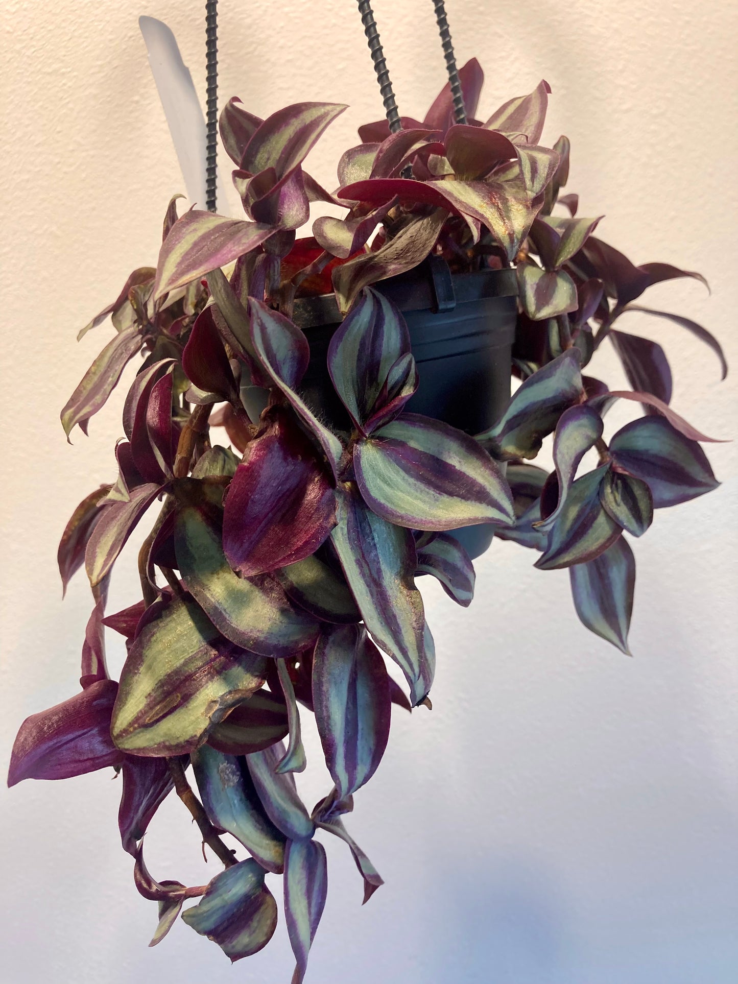 Tradescantia zebrina (Purple) 4in HB