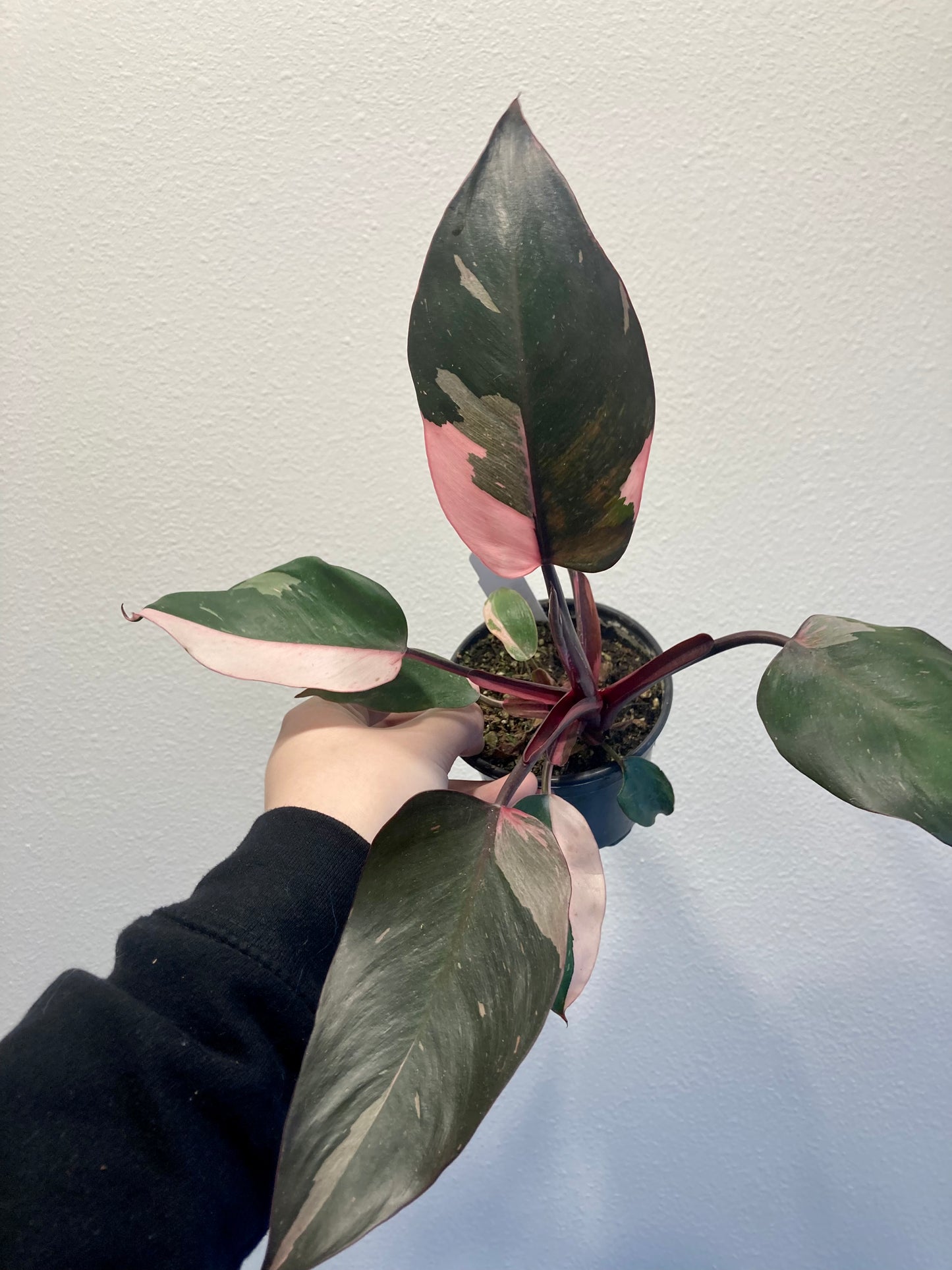 Philodendron 'Pink Princess' 4in (High Color)