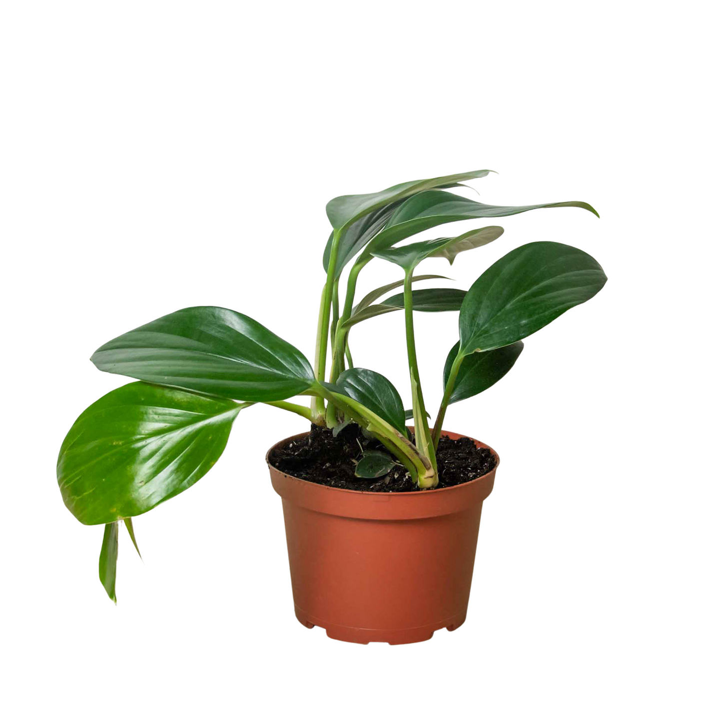 Philodendron 'Dragon Tail'