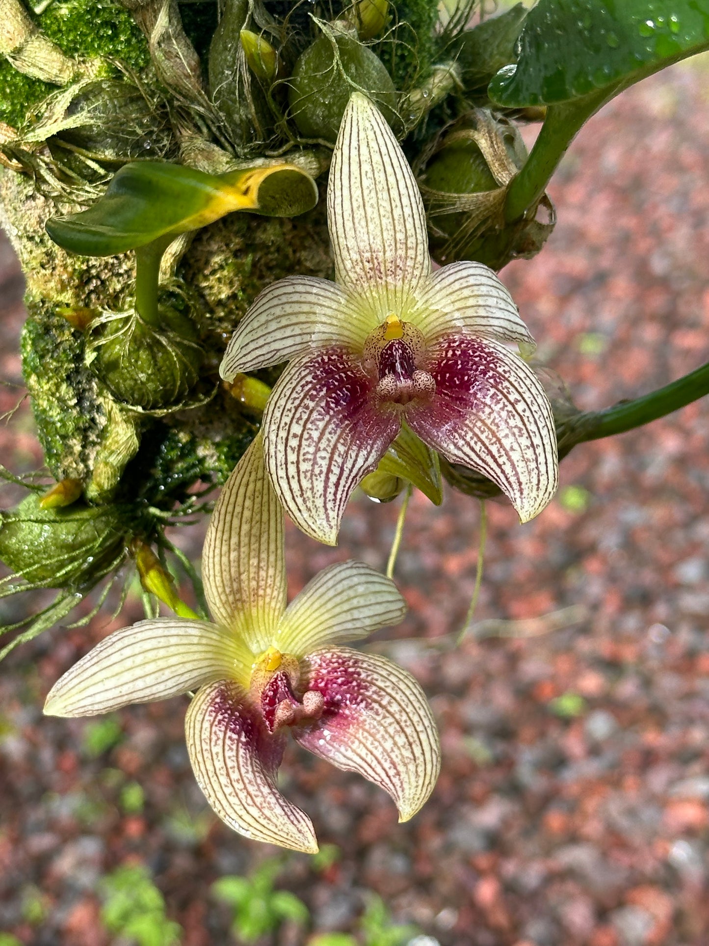 Bulbophyllum facetum (Mounted Specimen)