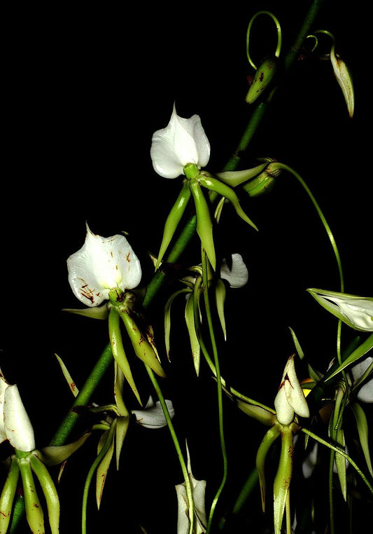 Angraecum comorense x sib (syn. Eburneum subsp. superbum) 4in