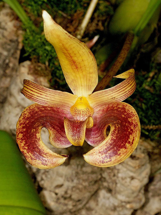 Bulbophyllum claptonense 2in