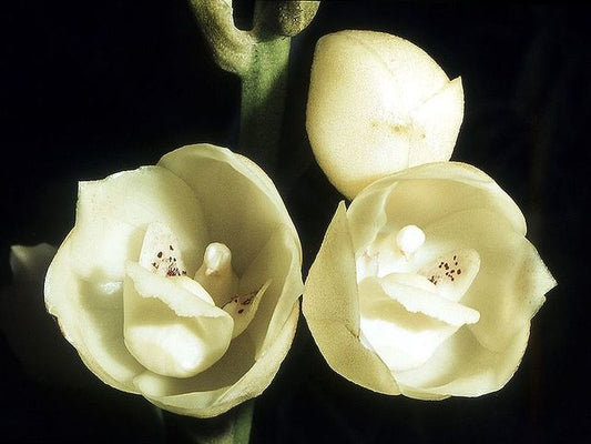 Peristeria elata 4in