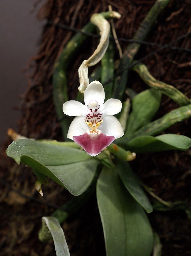 Phal. parishii (mount)