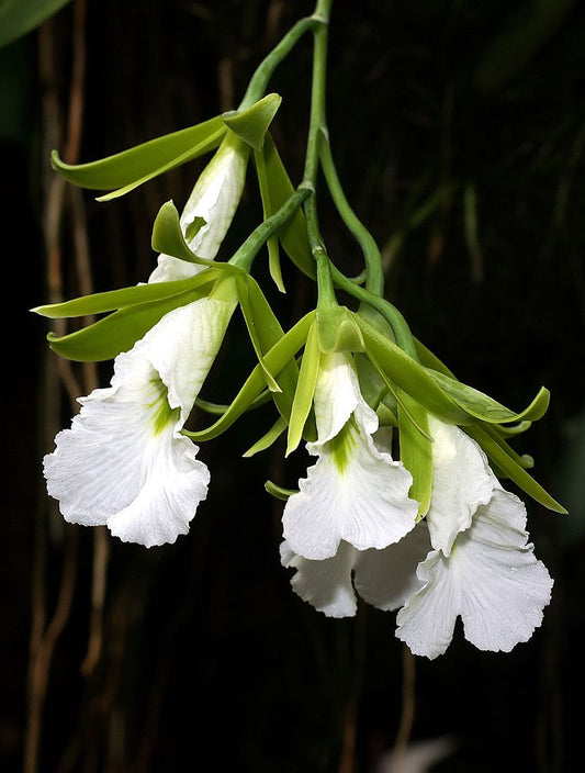 Encyclia mariae 3in