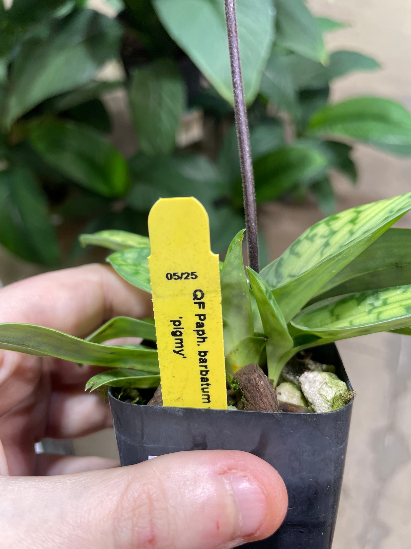 Paphiopedilum barbatum nigritum (Pygmy) 3in (Local Only)